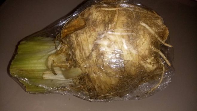 Сельдерей хранение в домашних условиях